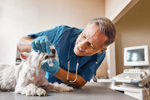 Best Walk-In Emergency Dental Services in Tanaina, AK